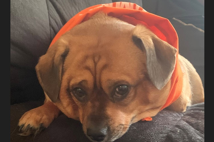 dog-2.jpg