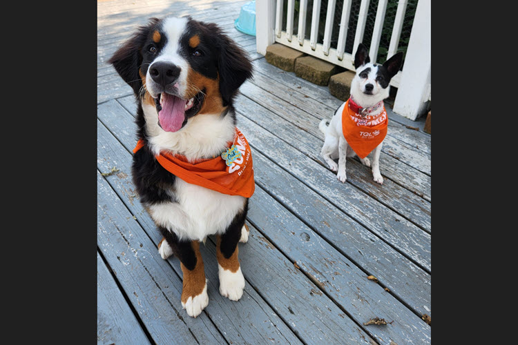 dog-4.jpg