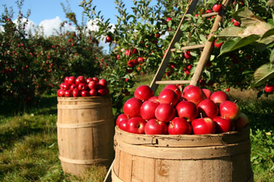 Buckets of apples in an orchard