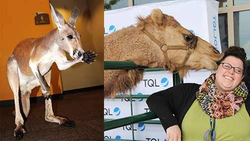 Two Pictures Of Kangaroos, One Kissing A Woman And One Waving At The Camera