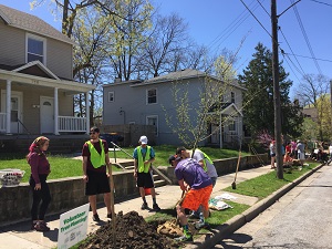 Volunteers Planting A Tree By A Sidewalk