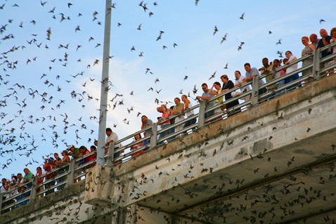 People on bridge looking at a group of bats