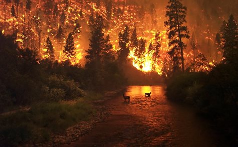 A Burning Forrest Behind Two Small Animals