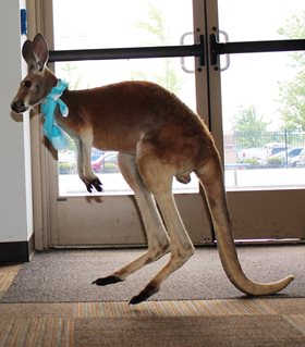 Kangaroo wearing blue bandana
