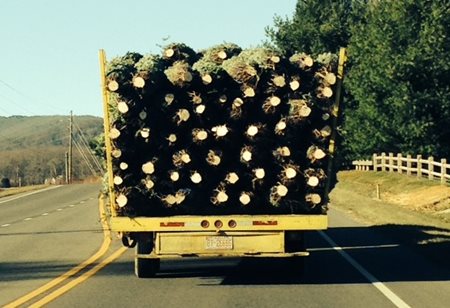 Truck hauling christmas trees